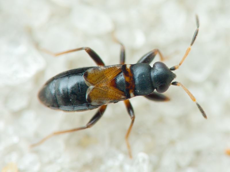 Ischnocoris hemipterus (Schilling, 1829)